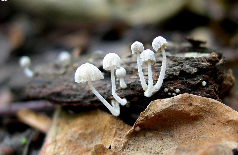 Mycena corynephora      Maas Geest.